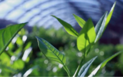 Vivai Milone – Qualità e innovazione.