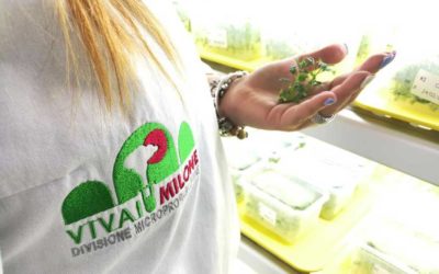 Baby Plant – La micropropagazione