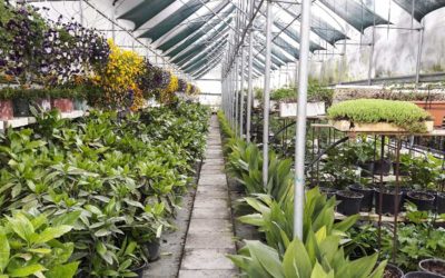 Moliplant – I professionisti del verde