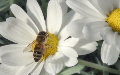 Azienda Agricola Margherita