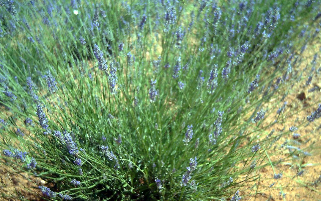 Nuovi passaporti per rosmarino (Salvia rosmarinus) e per altre specie di lavanda (Lavandula) da luglio 2025, accolte le richieste dei Florovivaisti Italiani